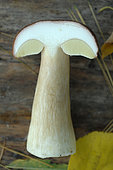 Bolete (Boletus edulis) cut, edible mushrooms harvested in the forest in autumn