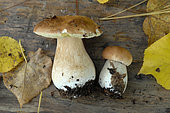 Boletes (Boletus sp), edible mushrooms harvested in the forest in autumn