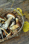 Boletes (Boletus sp), edible mushrooms harvested in the forest from a basket in autumn