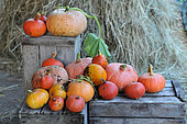 Pumpkins on wooden boxes, (Cucurbita pepo), (Cucurbita maxima)