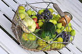 Harvest of white figs, black grapes, courgettes and tomatoes in a salad basket