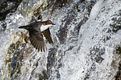 Dipper (Cinclus cinclus) in flight in front of a waterfall, England