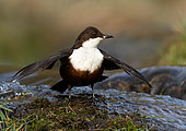 Dipper (Cinclus cinclus) with his wings opened, England