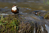 Dipper (Cinclus cinclus) standing in water, England