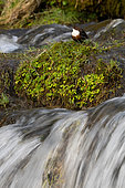 Dipper (Cinclus cinclus) standing in water, England