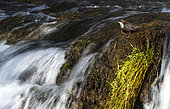 Dipper (Cinclus cinclus) looking for food by a waterfall, England