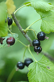 Black currant (Ribes nigrum)