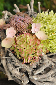 Hydrangea (Hydrangea sp) flower arrangement