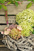 Hydrangea (Hydrangea sp) flower arrangement