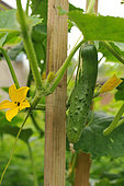Cucumber (Cucumis sativus) fruit and flower of cucumber, climbing plant in vegetable garden