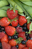 Garden Peas and Soft Fruits: Strawberries, Raspberries and Blackcurrants