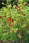 Ripe currants on redcurrant bushes (Ribes rubrum)