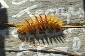 Sycamore (Acronicta aceris) caterpillar