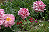 Peony (Paeonia sp) in flower in a garden bed