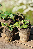 Plants of cultivated strawberry (Fragaria x ananassa) with roots in plantation