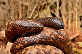 Calabar Ground Python, African Burrowing Python (Calabaria reinhardtii), Togo. West Africa. Defensive posture: the head is hidden, the tail is high. Strategy that consists in diverting the predator's attention from a vital organ (the head) to a non-vital organ (the tail).