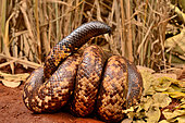 Calabar Ground Python, African Burrowing Python (Calabaria reinhardtii), Togo. West Africa. Defensive posture: the head is hidden, the tail is high. Strategy that consists in diverting the predator's attention from a vital organ (the head) to a non-vital organ (the tail).