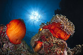 Sunlight Anemon, Two beautiful orange-red Magnificent sea anemone (Heteractis magnifica) under the Mayotte sun. S pass