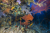 Reef scenery at a depth of 70 metres at the bottom of the S-shaped pass, Mayotte