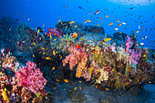 Colors of Soft Coral, Mayotte