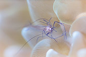 Eyes of Bubble Coral Shrimp (Vir philippinensis), Mayotte