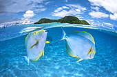 Eyestripe surgeonfish (Acanthurus dussumieri) couple in the clear, turquoise waters of Mayotte's lagoon.