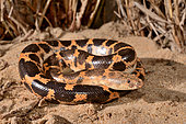 Sahara sand boa, Müller's sand boa or West african sand boa (Gongylophis muelleri) on sand, Togo, West Africa