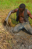 Man catching a West African lungfish (Protopterus annectens annectens) in mug, Togo, West Africa