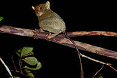 Horsfield's Tarsier, Western Tarsier Tarsius bancanus ssp. saltator Belitung Island, Indonesia