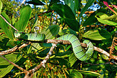 Bornean Keeled Green Pit Viper (Tropidolaemus subannulatus) on a branch, Belitung, Indonesia, Philippines