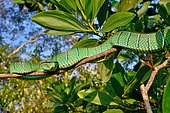 Bornean Keeled Green Pit Viper (Tropidolaemus subannulatus) on a branch, Belitung, Indonesia, Philippines