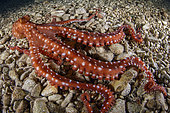 White-spotted octopus or grass octopus (Callistoctopus macropus) on a night dive. Puolo Bay, Marine Protected area Punta Campanella, Massa Lubrense, Penisola Sorrentina, Costa Amalfitana, Italy, Tyrrhenian Sea, Mediterranean