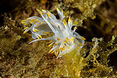 Couple of white flabellina nudibranch or sea slug (Luisella babai) that are mating. Puolo Bay, Marine Protected area Punta Campanella, Massa Lubrense, Penisola Sorrentina, Costa Amalfitana, Italy, Tyrrhenian Sea, Mediterranean