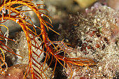 Feather star shrimp (Hippolyte prideauxiana) is a cryptic commensal of the crinoid Antedon bifida. Puolo Bay, Marine Protected area Punta Campanella, Massa Lubrense, Penisola Sorrentina, Costa Amalfitana, Italy, Tyrrhenian Sea, Mediterranean