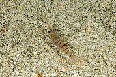 Common shrimp, (Palaemon serratus), Mitigliano cave, Marine Protected area Punta Campanella, Massa Lubrense, Penisola Sorrentina, Costa Amalfitana, Italy, Tyrrhenian Sea, Mediterranean