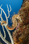 Long-snouted seahorse or spiny seahorse (Hippocampus guttulatus) on a white seafan (Eunicella singularis) Puolo Bay, Marine Protected area Punta Campanella, Massa Lubrense, Penisola Sorrentina, Costa Amalfitana, Italy, Tyrrhenian Sea, Mediterranean