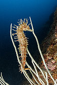 Long-snouted seahorse or spiny seahorse (Hippocampus guttulatus) on a white seafan (Eunicella singularis) Puolo Bay, Marine Protected area Punta Campanella, Massa Lubrense, Penisola Sorrentina, Costa Amalfitana, Italy, Tyrrhenian Sea, Mediterranean