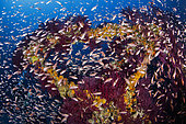 In the summer of 1962, due to a strong storm that hit the island of Capri, a large high voltage pylon placed near the lighthouse at Punta Carena, was uprooted by the strong wind and fell into the sea. Shoal of Mediterranean fairy basslet, Anthias anthias swim between red gorgonian (Paramuricea clavata) that have colonized the crossbars and uprights of the trellis. The dive is challenging due to the presence of currents and the depth of 45/58 meters. Traliccio dive site, Capri Island, Penisola Sorrentina, Costa Amalfitana, Italy, Tyrrhenian Sea, Mediterranean