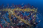 In the summer of 1962, due to a strong storm that hit the island of Capri, a large high voltage pylon placed near the lighthouse at Punta Carena, was uprooted by the strong wind and fell into the sea. Shoal of Mediterranean fairy basslet, Anthias anthias swim between red gorgonian (Paramuricea clavata) that have colonized the crossbars and uprights of the trellis. The dive is challenging due to the presence of currents and the depth of 45/58 meters. Traliccio dive site, Capri Island, Penisola Sorrentina, Costa Amalfitana, Italy, Tyrrhenian Sea, Mediterranean