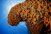 Rock covered with star coral (Astroides calycularis) Capri Island, Sorrentine Peninsula, Italy, Tyrrhenian Sea, Mediterranean