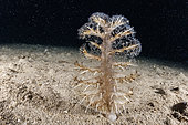 Spiny sea-pen (Pteroides griseum), Puolo Bay, Marine Protected area Punta Campanella, Massa Lubrense, Penisola Sorrentina, Costa Amalfitana, Italy, Tyrrhenian Sea, Mediterranean