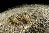Seiche commune (Sepia officinalis) sur le fond, baie de Puolo, zone de protection marine Punta Campanella, Massa Lubrense, Peninsule de Sorrente, Côte amalfitaine, Italie, mer Tyrrhénienne, Méditerranée.