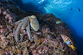 Common octopus (Octopus vulgaris), followed from painted comber (Serranus scriba). Marine Protected area Punta Campanella, Massa Lubrense, Penisola Sorrentina, Costa Amalfitana, Italy, Tyrrhenian Sea, Mediterranean