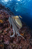 Pieuvre commune (Octopus vulgaris) sur le fond, zone de protection marine Punta Campanella, Massa Lubrense, Peninsule de Sorrente, Côte amalfitaine, Italie, mer Tyrrhénienne, Méditerranée.