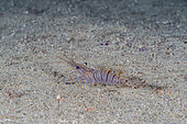Common shrimp, (Palaemon serratus), Mitigliano cave, Marine Protected area Punta Campanella, Massa Lubrense, Penisola Sorrentina, Costa Amalfitana, Italy, Tyrrhenian Sea, Mediterranean
