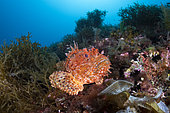 Great rockfish, (Scorpaena scrofa), Vervece rock, Marine Protected area Punta Campanella, Massa Lubrense, Penisola Sorrentina, Costa Amalfitana, Italy, Tyrrhenian Sea, Mediterranean