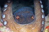 Pieuvre commune (Octopus vulgaris) protégeant ses œufs à l'intérieur de son repaire, zone de protection marine Punta Campanella, Massa Lubrense, Peninsule de Sorrente, Côte amalfitaine, Italie, mer Tyrrhénienne, Méditerranée.