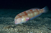 Pearly razorfish, (Xyrichtys novacula) female, Marine Protected area Punta Campanella, Massa Lubrense, Penisola Sorrentina, Costa Amalfitana, Italy, Tyrrhenian Sea, Mediterranean
