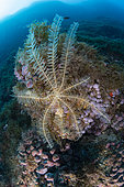 Crinoid or feather star, (Antedon mediterranea) on a rock, Marine Protected area Punta Campanella, Massa Lubrense, Penisola Sorrentina, Costa Amalfitana, Italy, Tyrrhenian Sea, Mediterranean