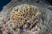 Pillow coral, (Cladocora caespitosa), Vervece rock, Marine Protected area Punta Campanella, Massa Lubrense, Penisola Sorrentina, Costa Amalfitana, Italy, Tyrrhenian Sea, Mediterranean